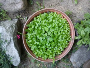 DSC00030
